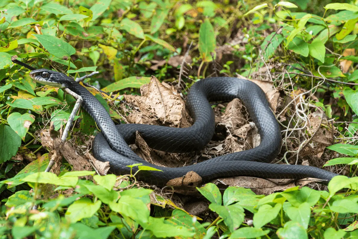 Southern-Black-Racer-Coluber-constrictor-priapus