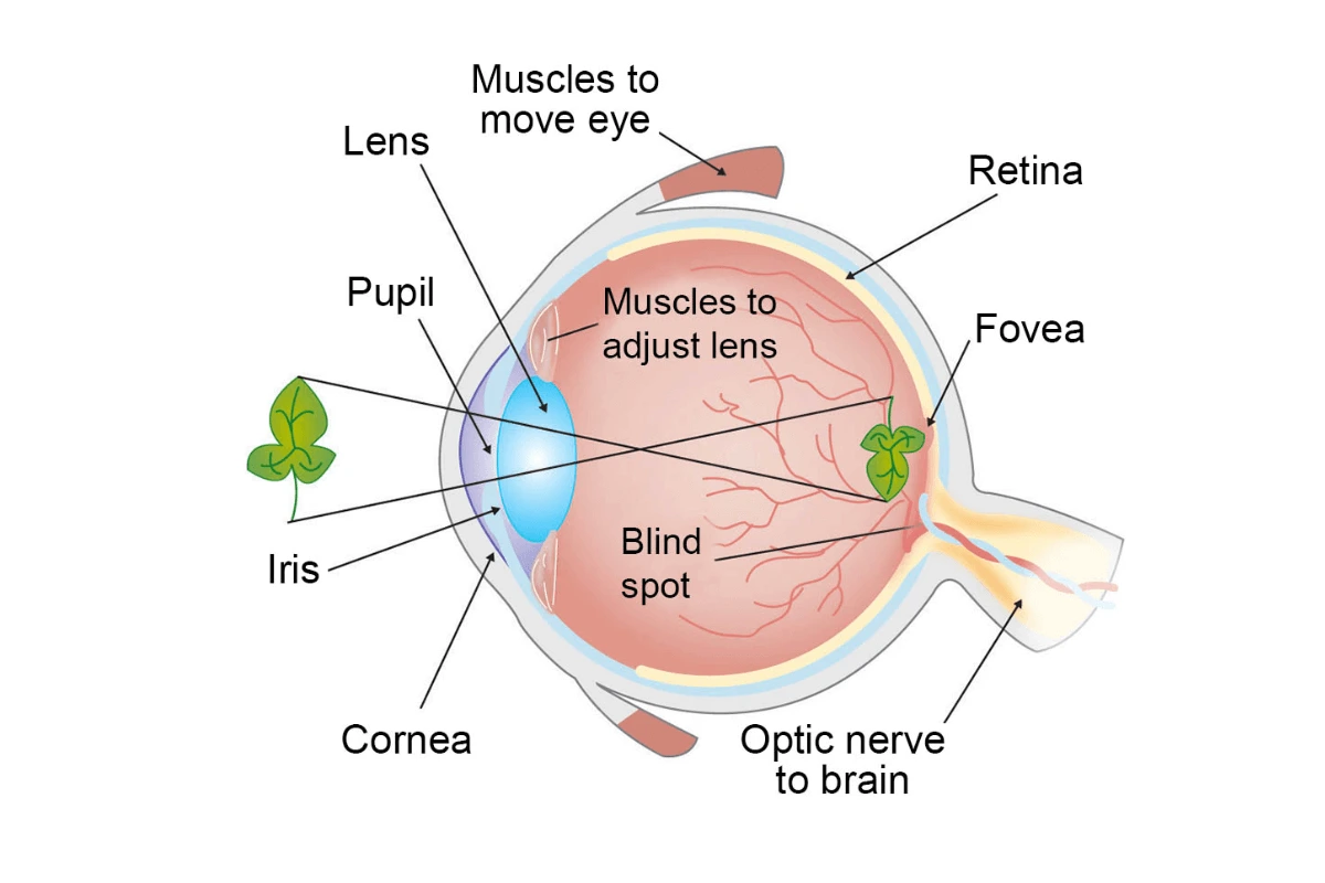 The-Role-Of-Rods-And-Cones-In-Vision