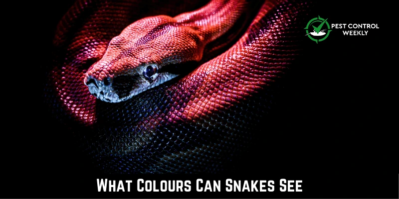What Colours Can Snakes See