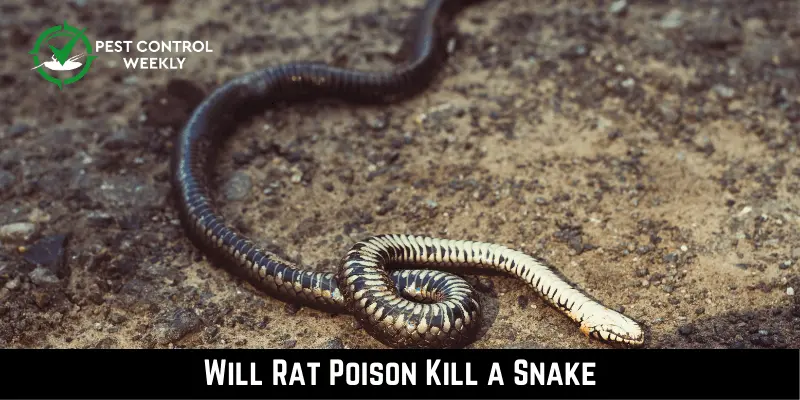 Will Rat Poison Kill a Snake