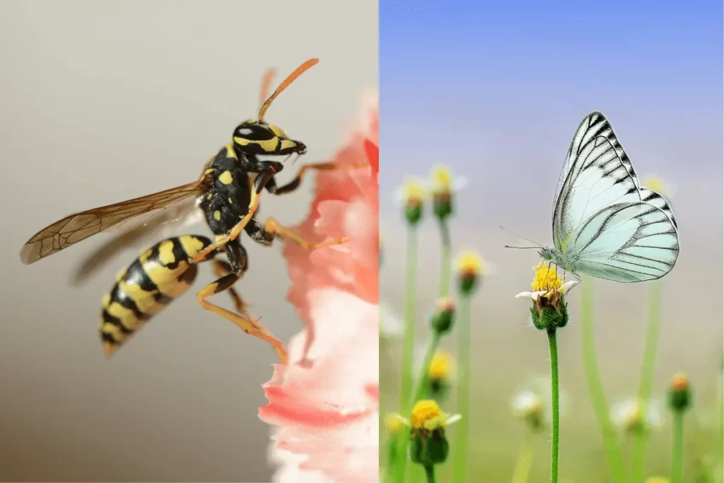 Butterflies-VS-Wasps