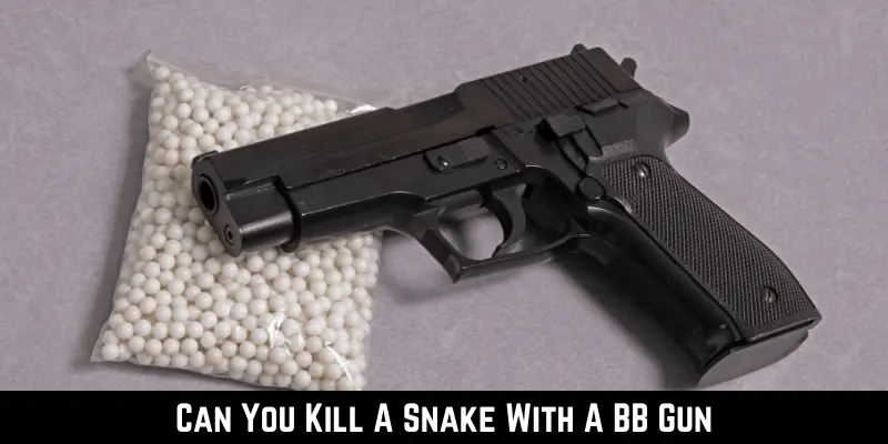 Can You Kill A Snake With A BB Gun