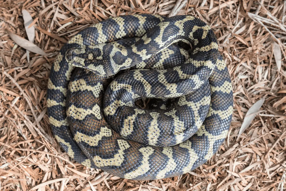 Carpet-Python