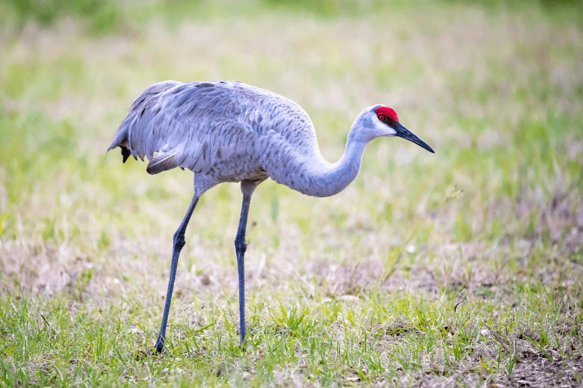 Crane-Bird