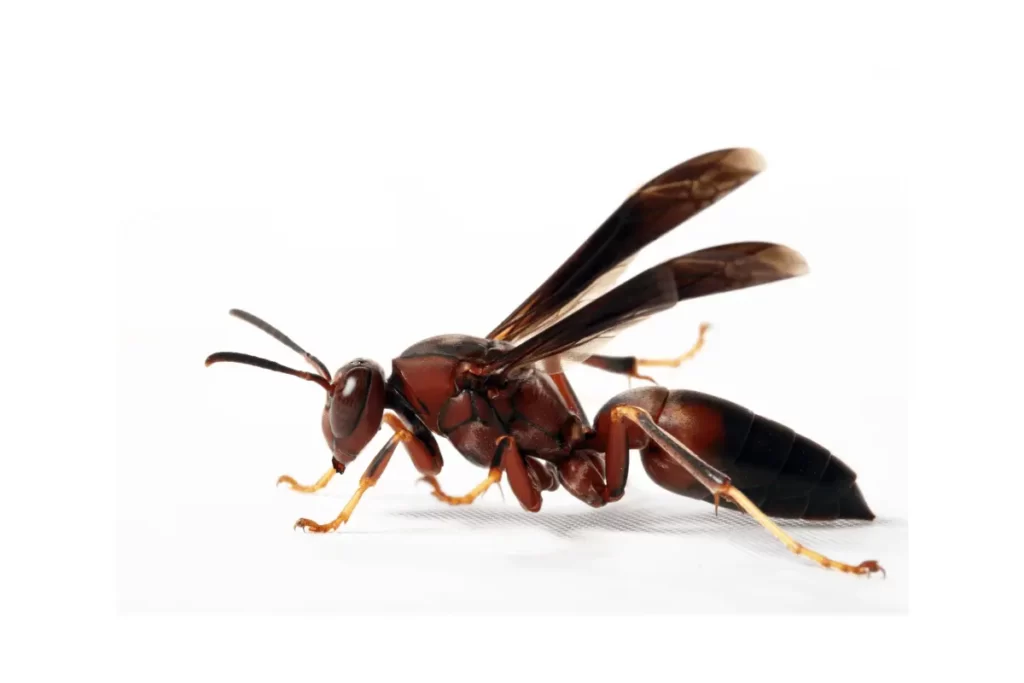 Cricket-Hunter-Wasp-Size-and-Coloration