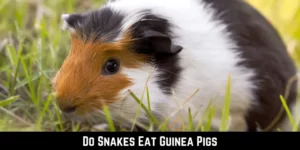 Do Snakes Eat Guinea Pigs