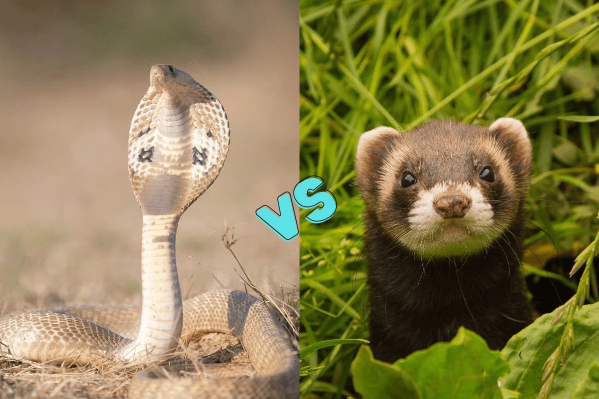 Do-Snakes-and-Ferrets-Co-Exist