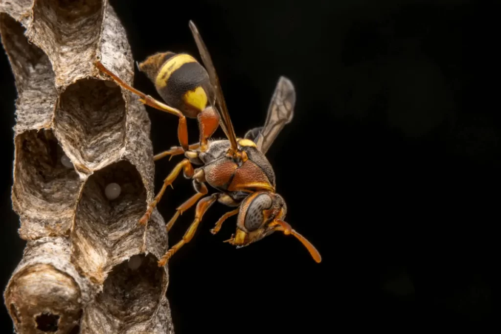 Golden-Paper-Wasp-Size-and-Color