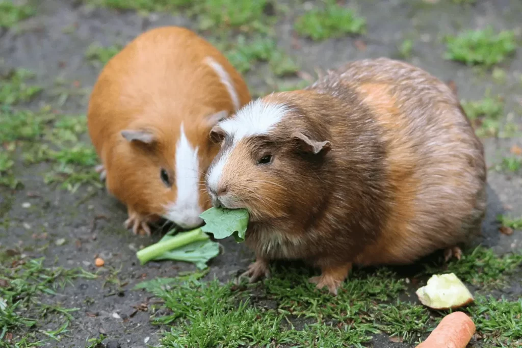 Guinea-Pigs-Eat