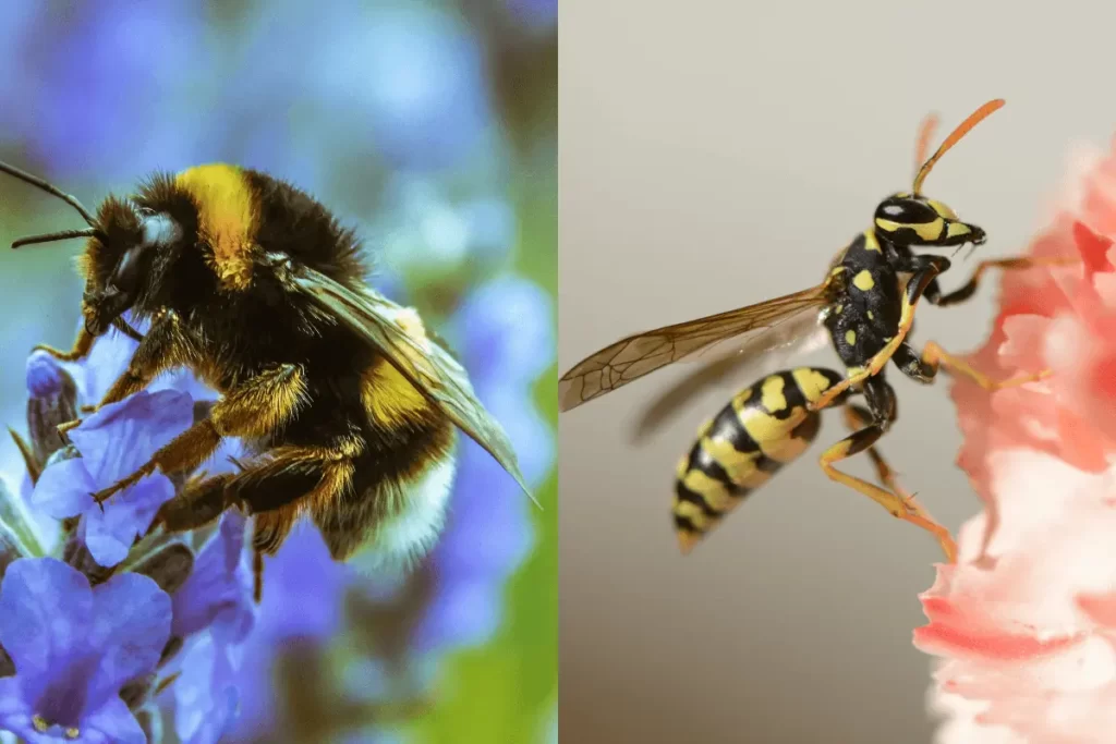 Honey-bees-VS-Wasps