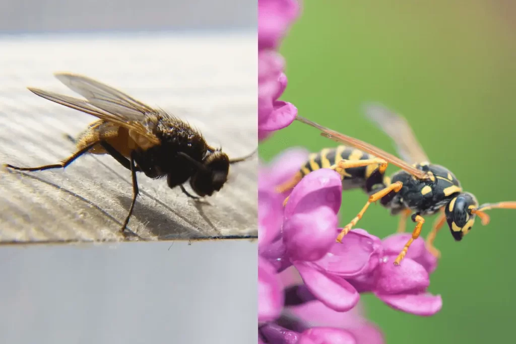 Houseflies-VS-Wasps