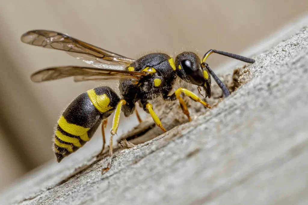 Paper-Wasp