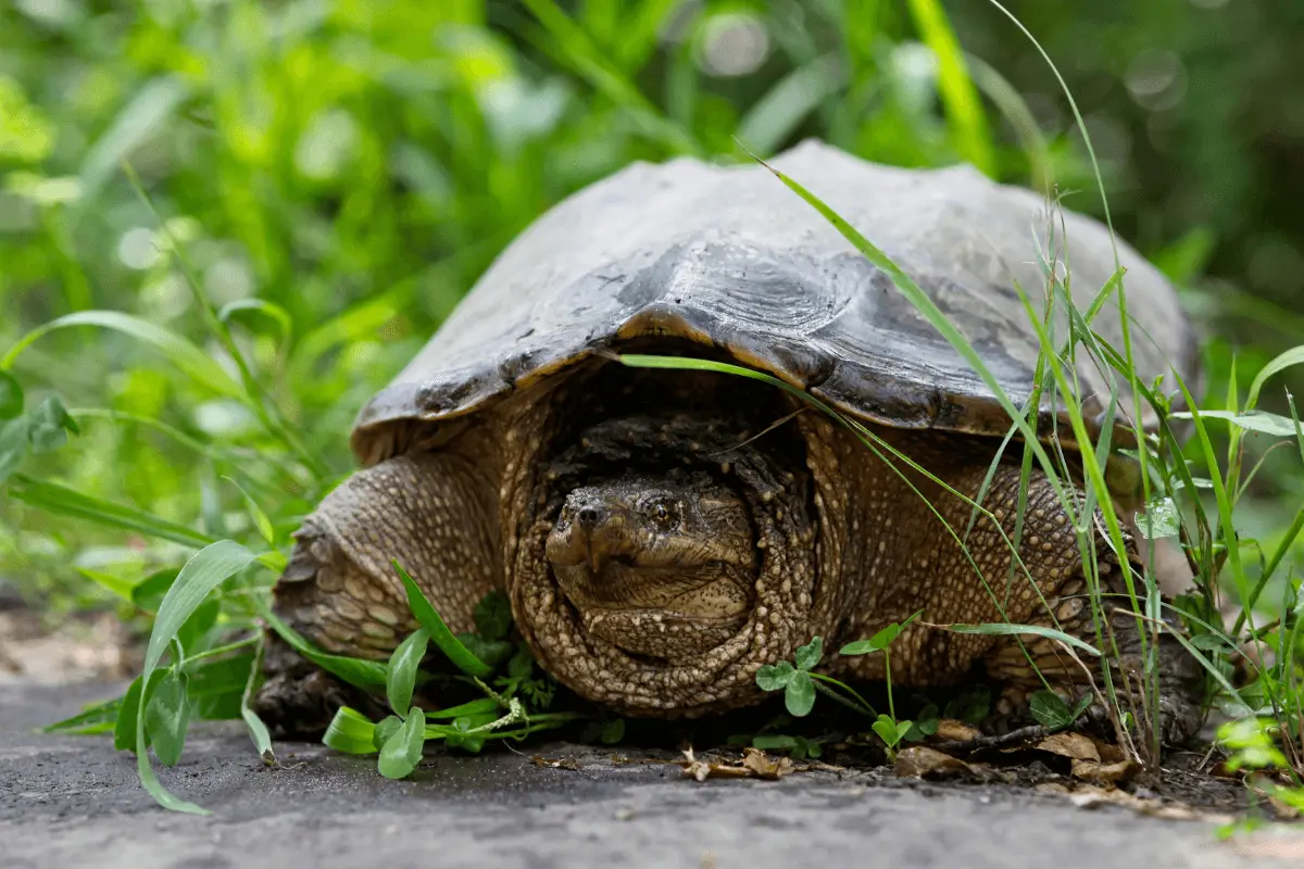 Snapping-Turtle