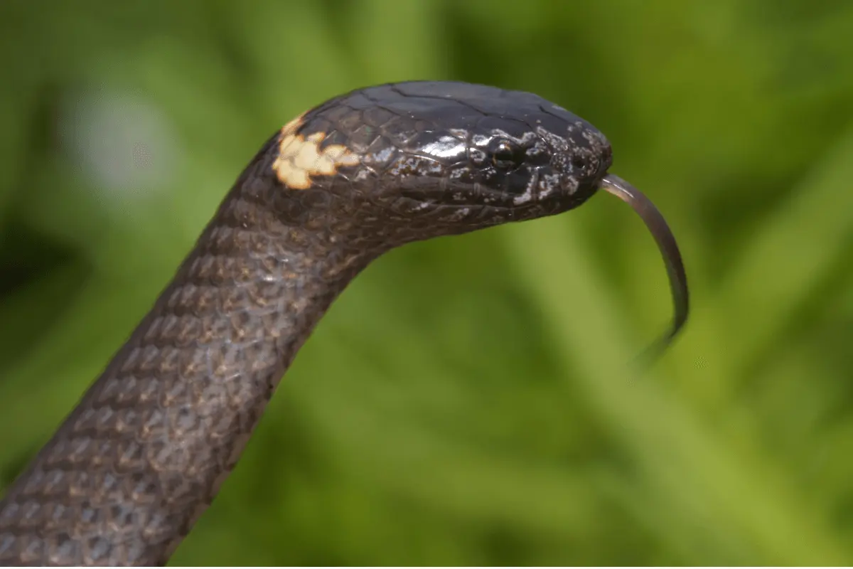 The Crowned Snake (Tantilla Relicta)-2