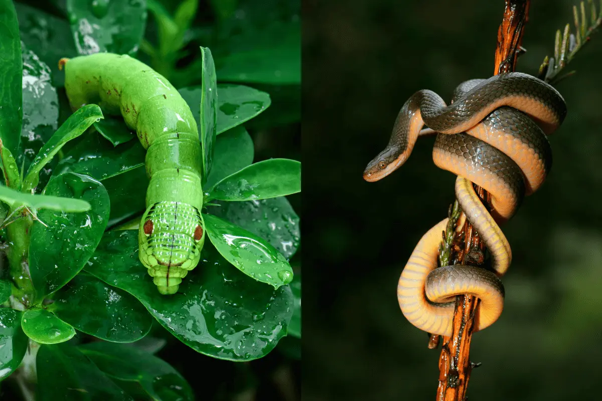 The-Snake-Caterpillar-Relationship