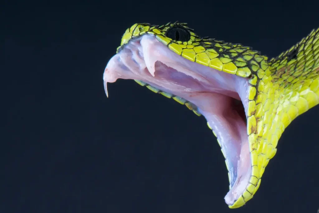 Snake's Olfactory Sensitivity
