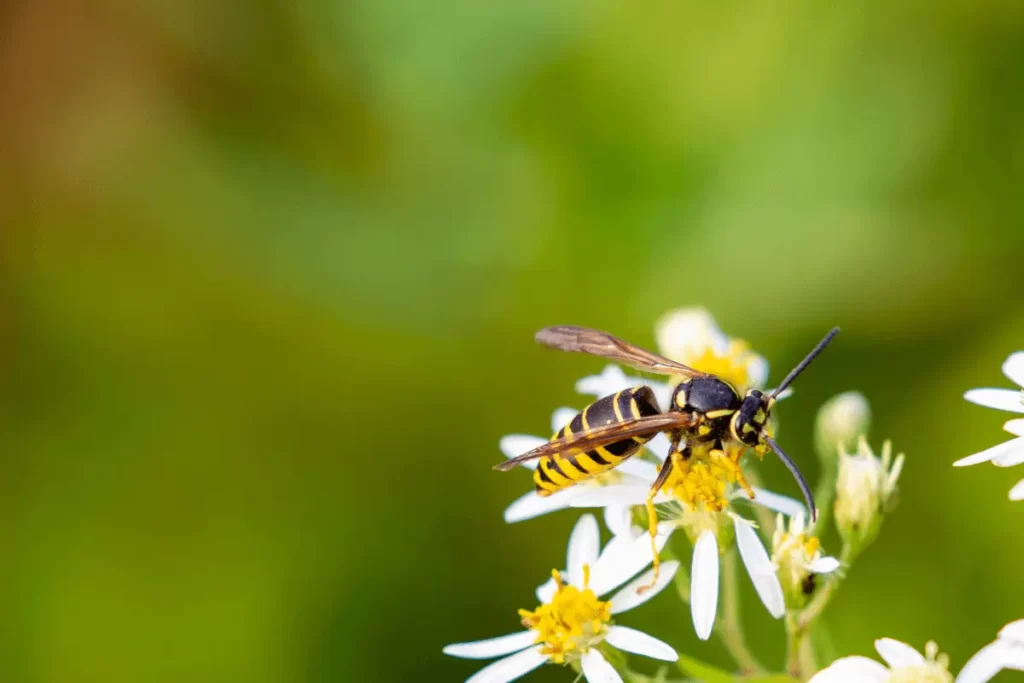 Arizona-Paper-Wasp-Role-In-Pollination