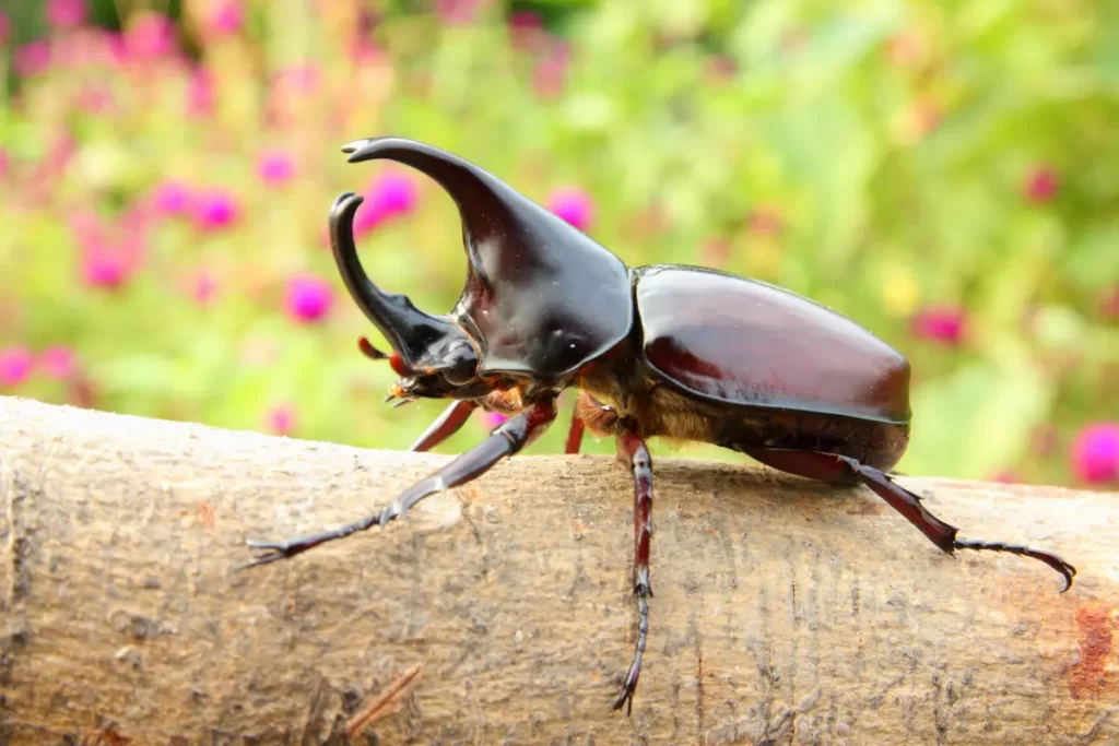 Beetles-