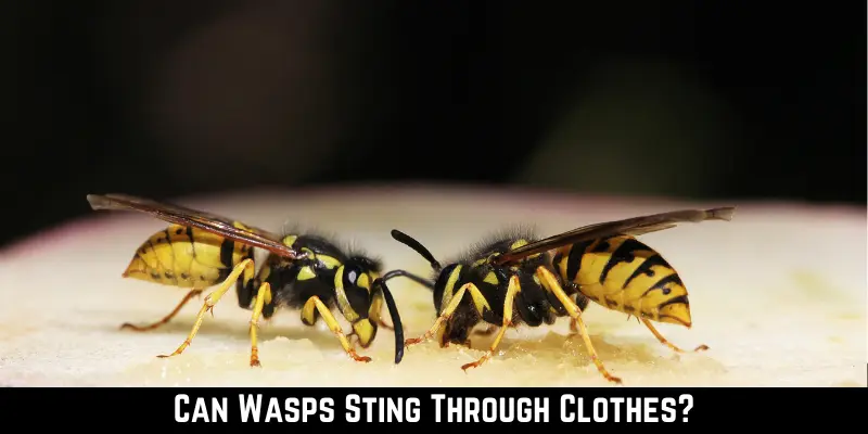 Can Wasps Sting Through Clothes