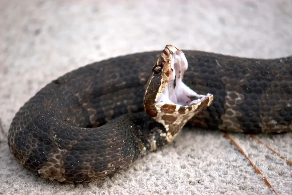 Cottonmouth-Snake