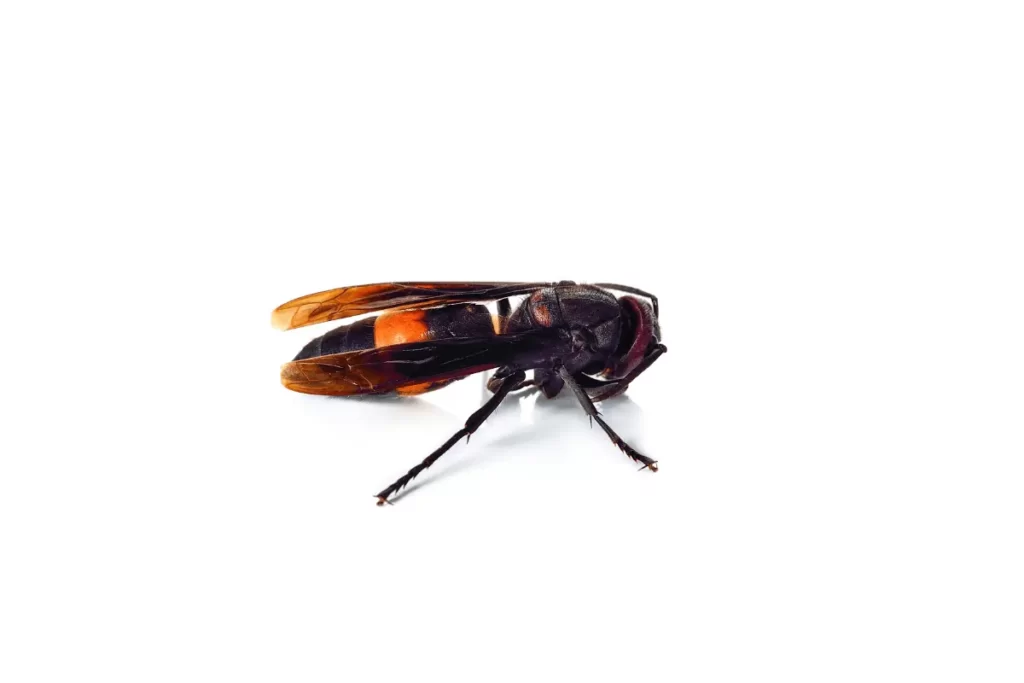 Dark-Paper-Wasp