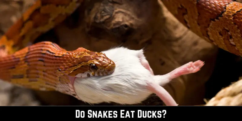 Do Snakes Eat Ducks