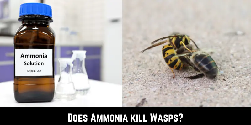 Does Ammonia kill Wasps
