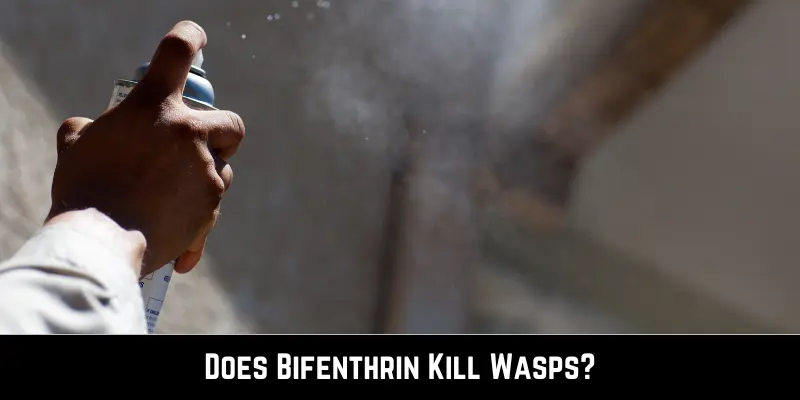Does Bifenthrin Kill Wasps