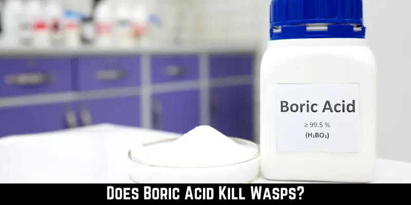 Does Boric Acid Kill Wasps