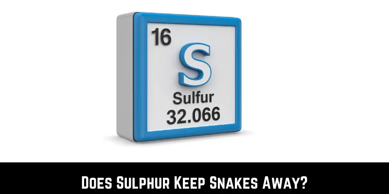 Does Sulphur Keep Snakes Away