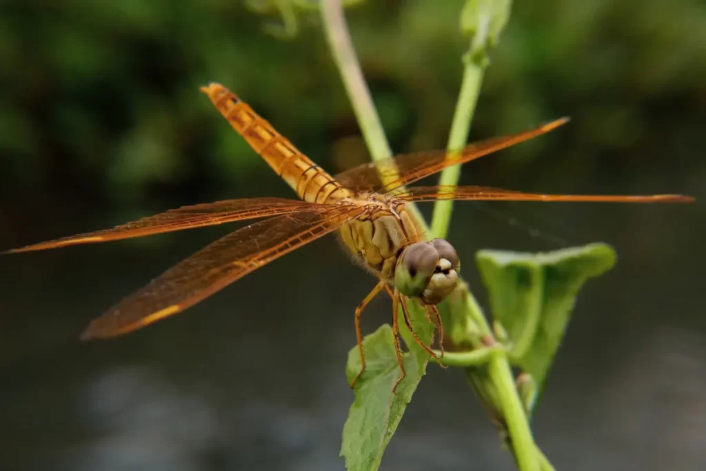 Dragonflies-and-Their-Hunting-Techniques