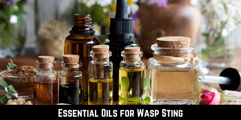 Essential Oils for Wasp Sting
