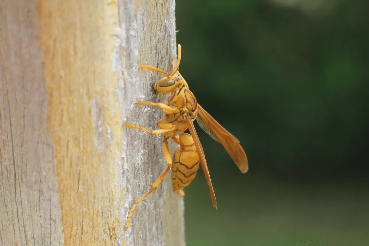 Golden-Paper-Wasp