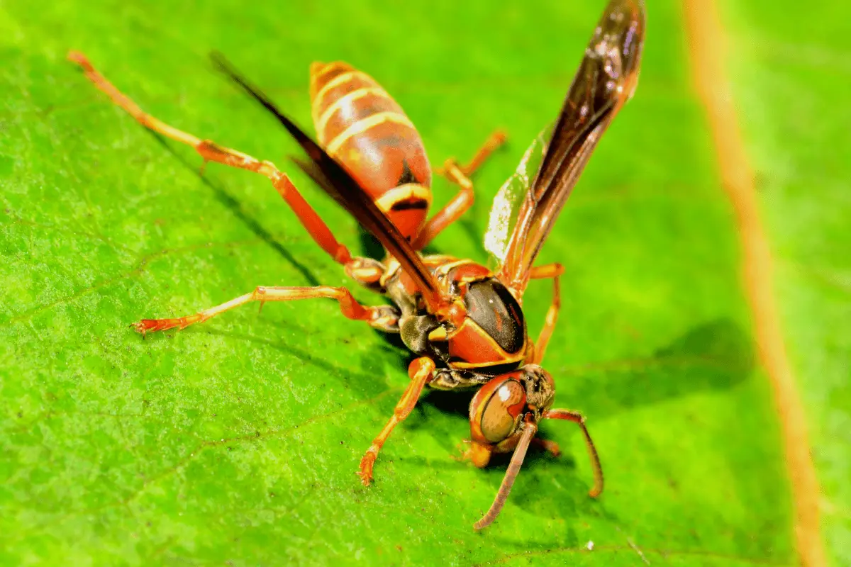 Guinea-Paper-Wasp