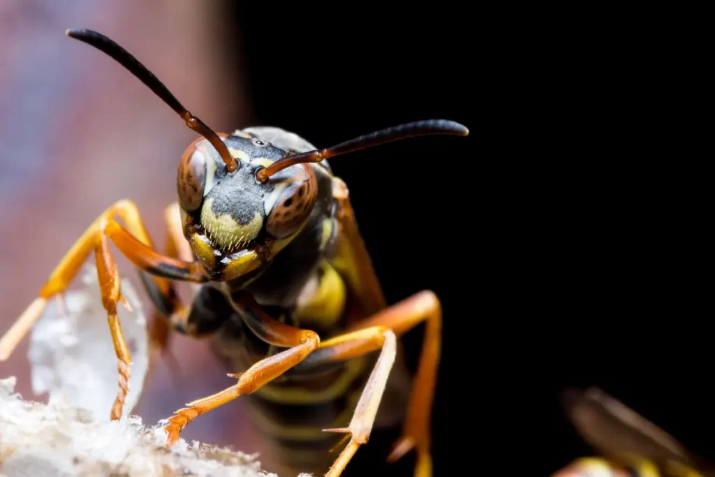 Identify Metric Paper Wasps