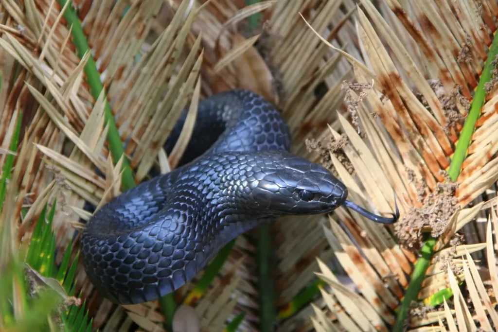 Indigo-Eastern-Snake
