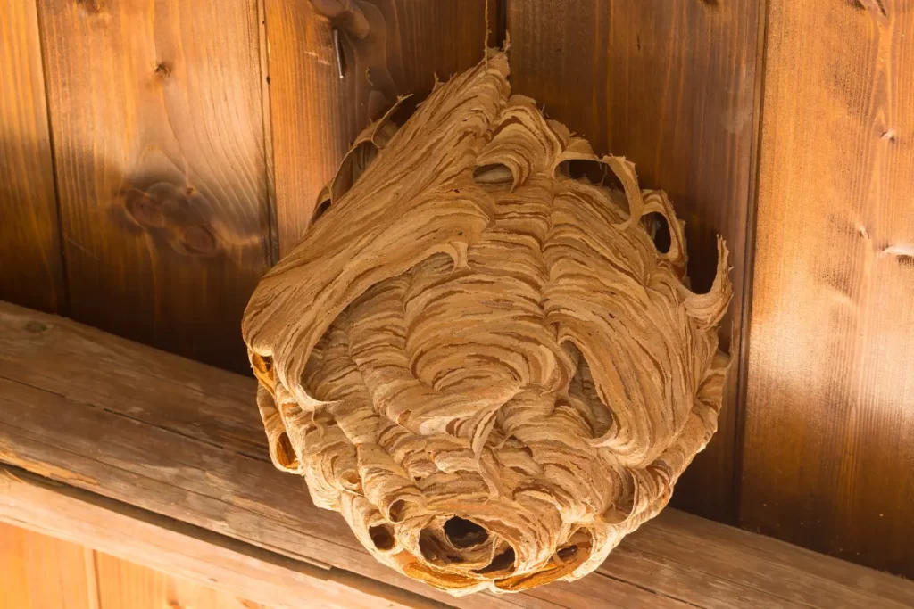 Metric Paper Wasp Nest
