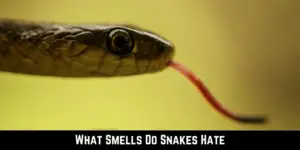 What-Smells-Do-Snakes-Hate