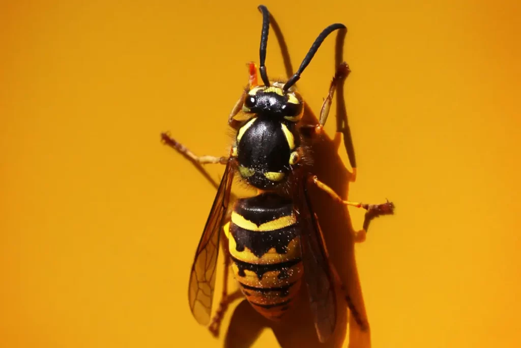 Yellow Jacket Wasps