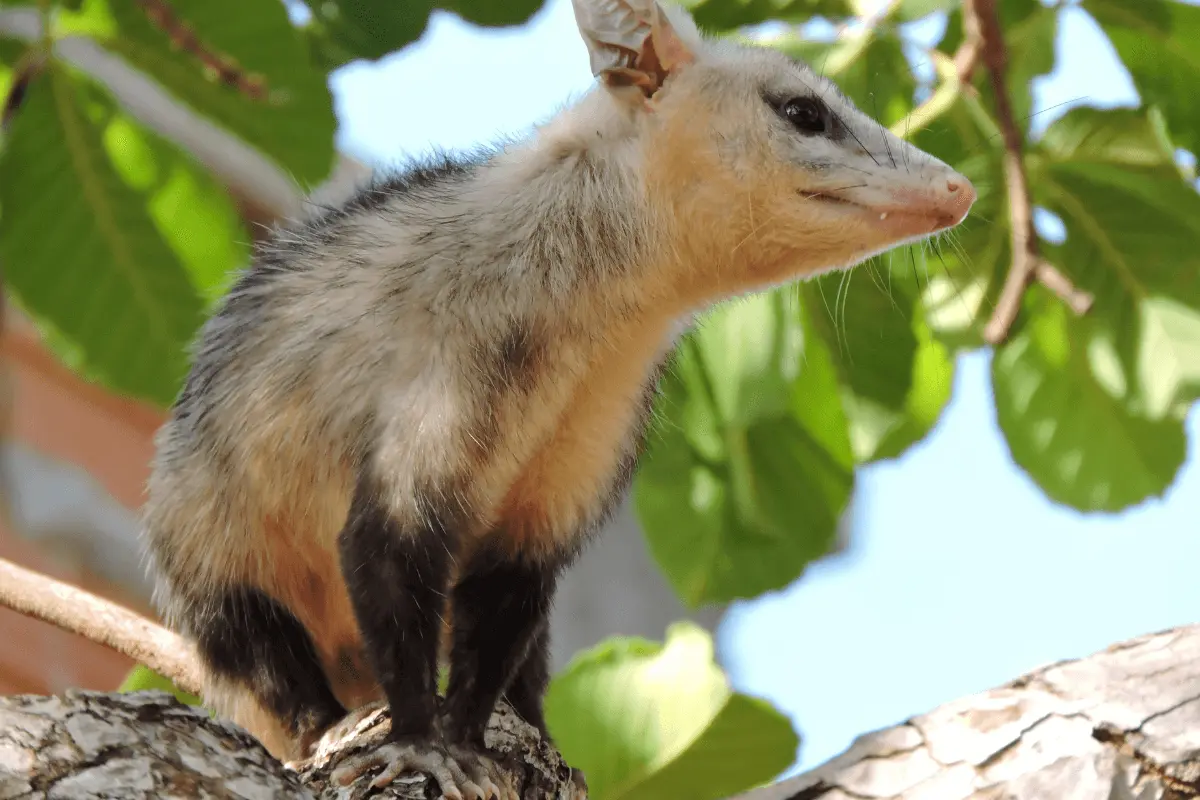 Are-Opossums-Color-Blind-2