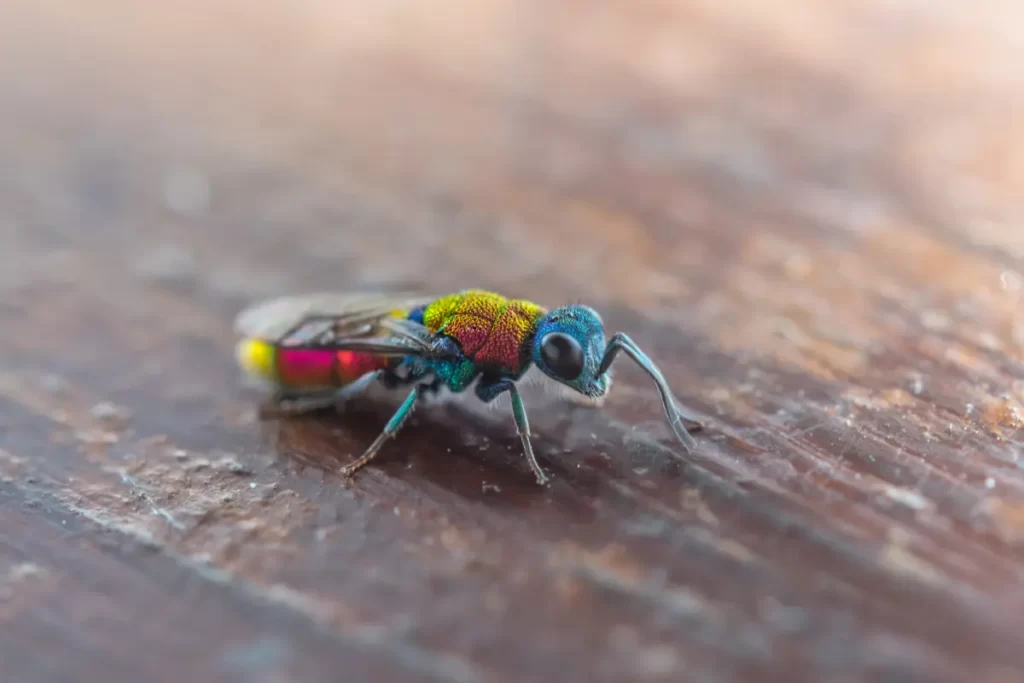 Baby Ruby-Tailed Wasps