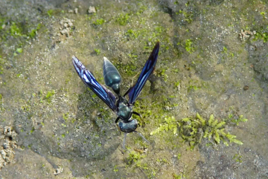 Blue Winged Wasps