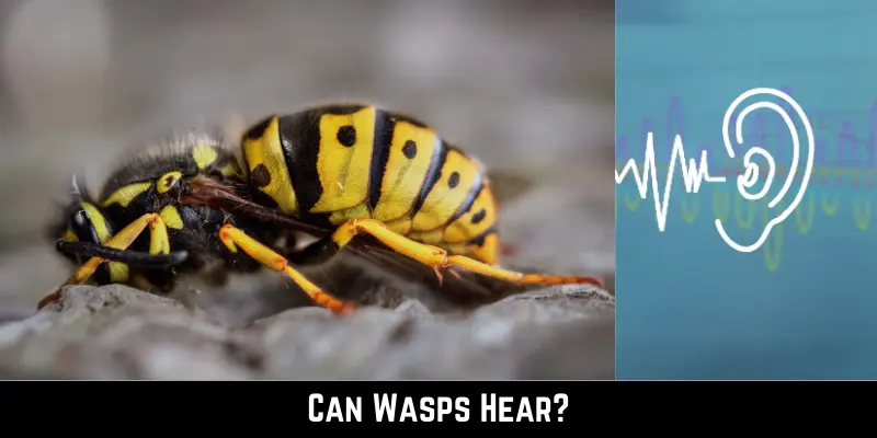 Can Wasps Hear?