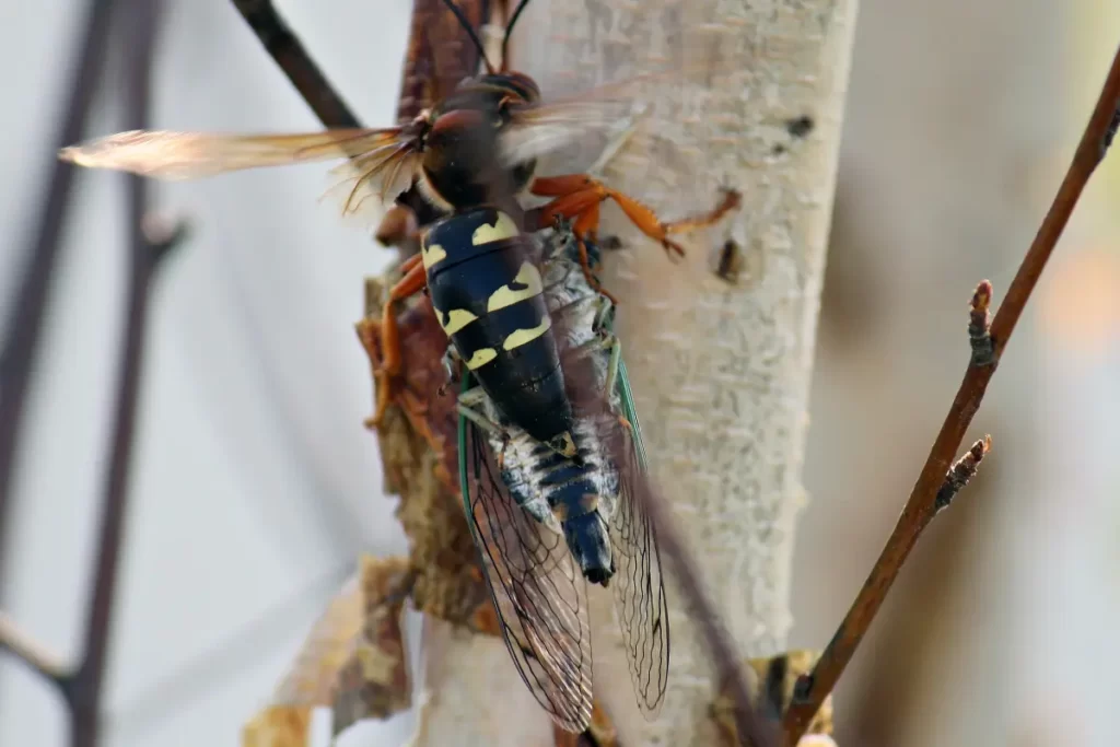 Largest Wasp in Tennessee