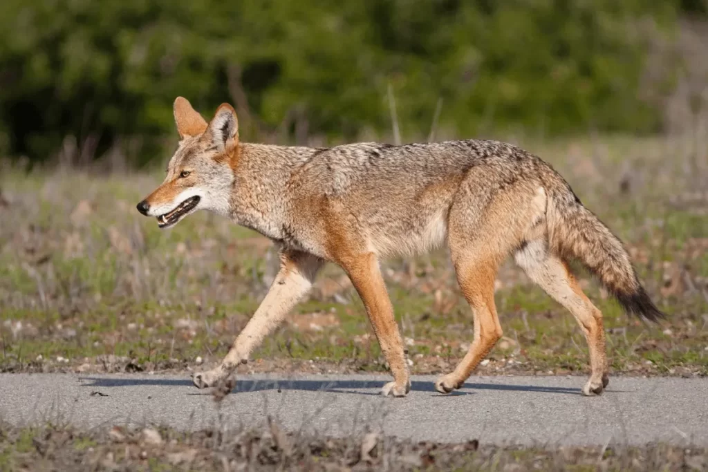 Coyote-Canis-latrans