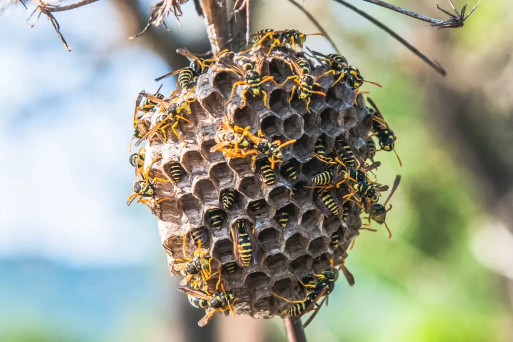 Wasps on bee hives