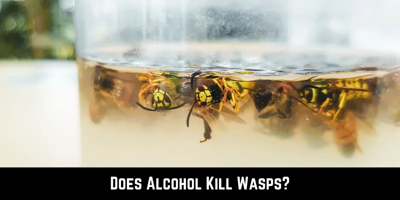 Does Alcohol Kill Wasps