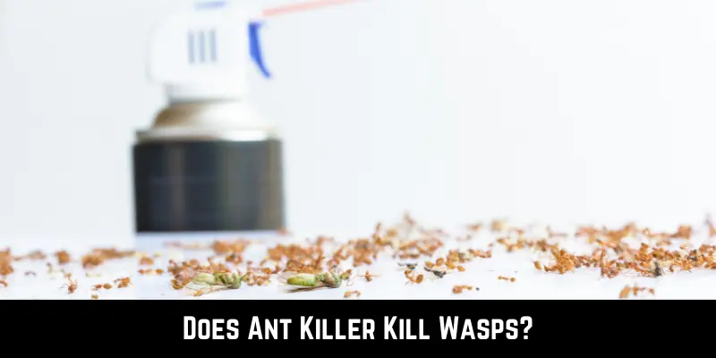 Does Ant Killer Kill Wasps