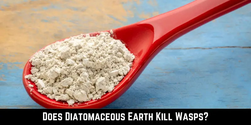 Does Diatomaceous Earth Kill Wasps