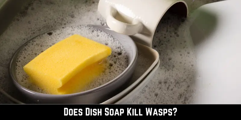 Does Dish Soap Kill Wasps